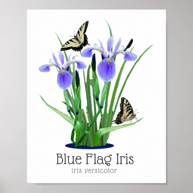 Blå Flagga Iris och svensk smör Poster (Framsidan)