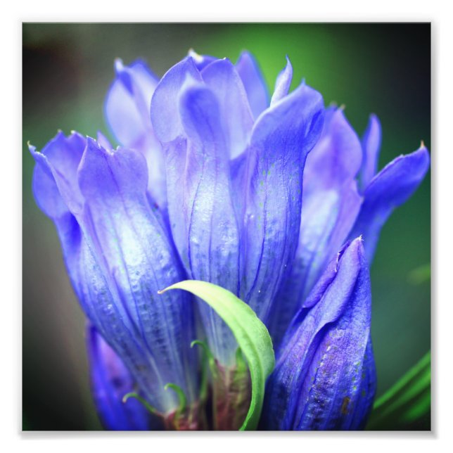 Blå Gentian Flower 8x8 Fototryck (Framsidan)