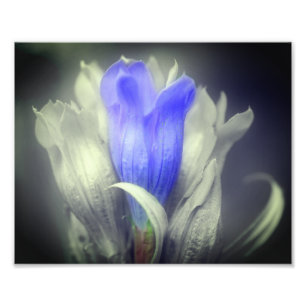 Blå Gentian Flower Black and White Partial Färg Fototryck