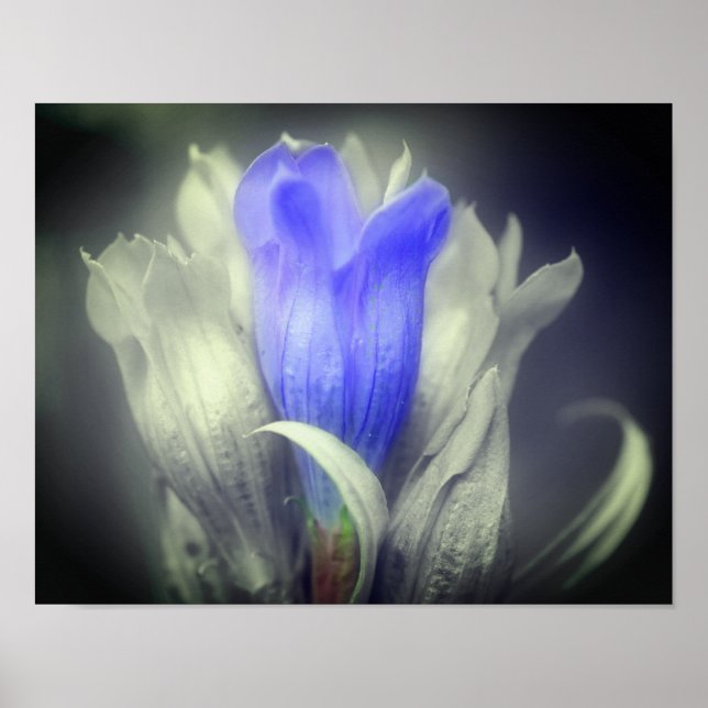 Blå Gentian Flower Black and White Partial Färg Poster (Framsidan)