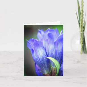 Blå Gentiana Blomfotografering Anteckningskort
