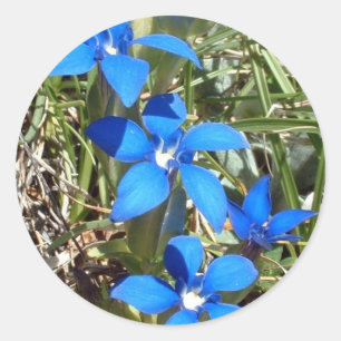 Blå gentiana-blommans etikett