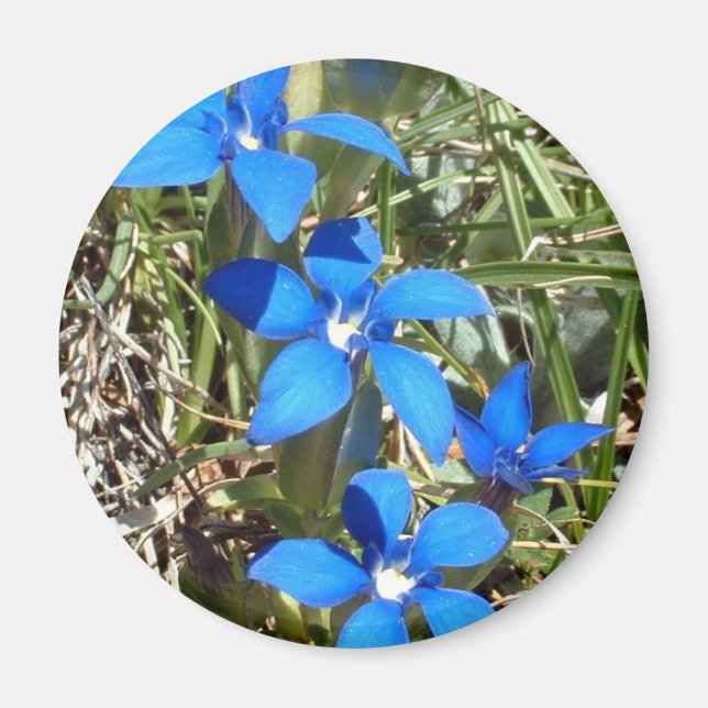 Blå gentiana blommor magnet (Framsidan)