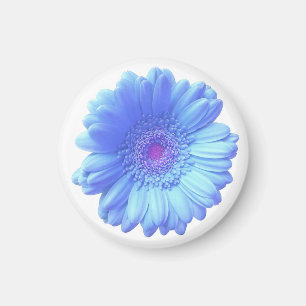 Blå gerbera-daisy magnet