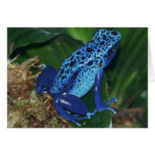 Blå giftpil Frog Porträtt Hälsningskort