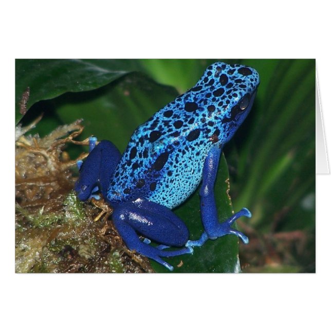 Blå giftpil Frog Porträtt Hälsningskort (Framsidan Horizontal)