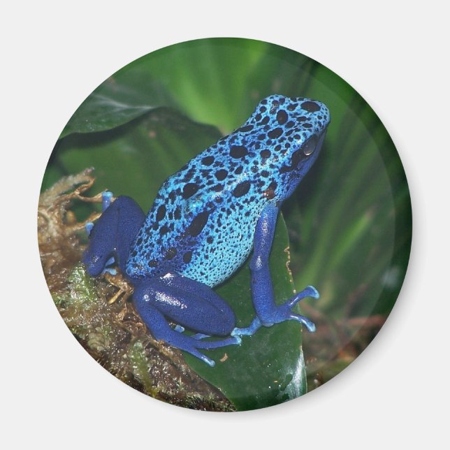 Blå giftpil Frog Porträtt Magnet (Framsidan)