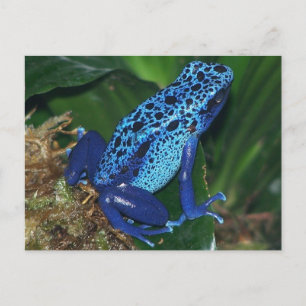 Blå giftpil Frog Porträtt Vykort