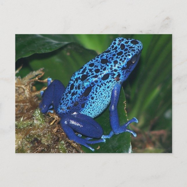 Blå giftpil Frog Porträtt Vykort (Framsida)