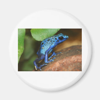 blå giftpipelgroda magnet