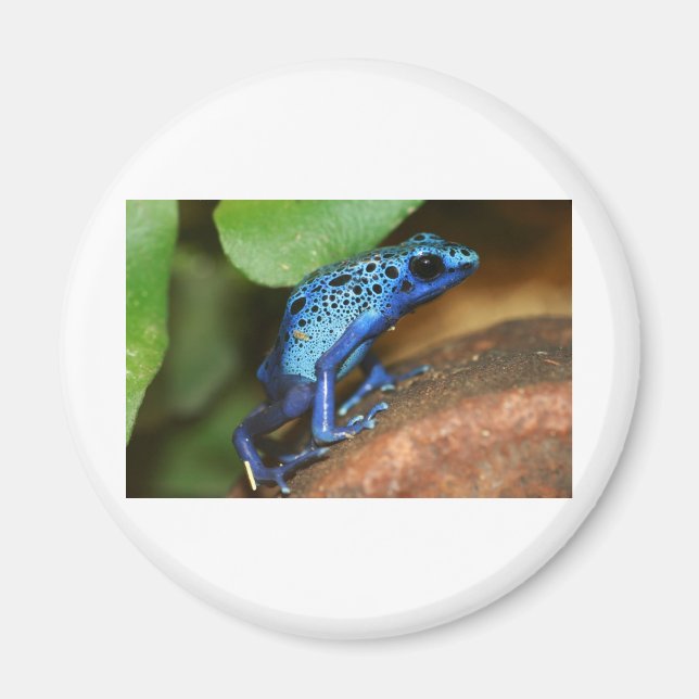 blå giftpipelgroda magnet (Framsidan)