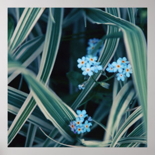 Blå glöm-jag-inte Blommor i gräs Poster