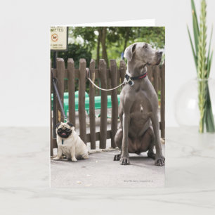 Blå Great dane och pug hundar på utslag Kort