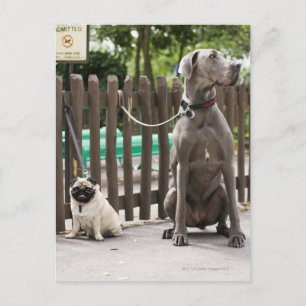 Blå Great dane och pug hundar på utslag Vykort