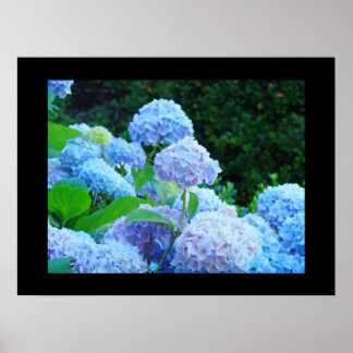 Blå Gröna Konsttryck Hortensia Blommor Blommig Poster