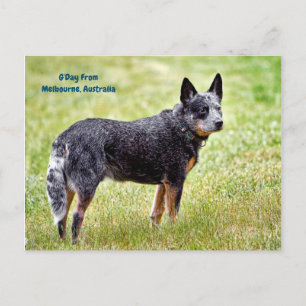 blå heeler hund vykort
