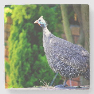 Blå Helmeted Guinea Fowl i sol Stenunderlägg