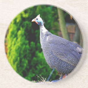 Blå Helmeted Guinea Fowl i sol Underlägg Sandsten