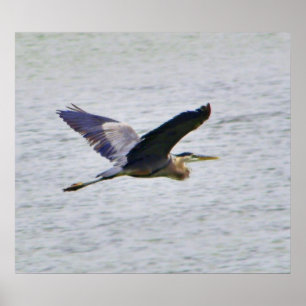 Blå Heron i flygtryck Poster