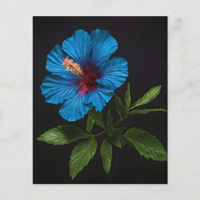 Blå Hibiscus blomma på svart. Flygblad (Framsidan)