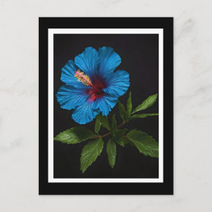 Blå Hibiskusblomma På Svart, Vykort
