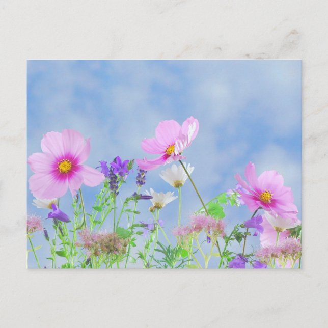 Blå himmel Åker med vilda blommor Pastell Flerfärg Vykort (Framsida)