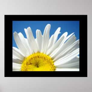 Blå himmel Blommigt-utskrifter Vit Daisy Flower Poster