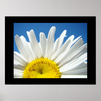 Blå himmel Blommigt-utskrifter Vit Daisy Flower Poster