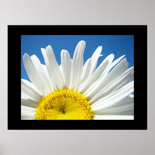 Blå himmel Blommigt-utskrifter Vit Daisy Flower Poster (Framsidan)