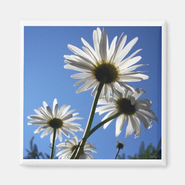 Blå himmel Bloomin Daisy Magnet (Framsidan)