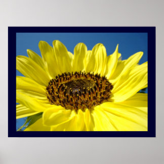 Blå himmel Fine Art-utskrifter Gult Solblommor Poster