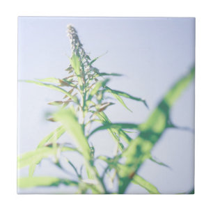 blå himmel Grönt Plant Löv Lila blommor Kakelplatta