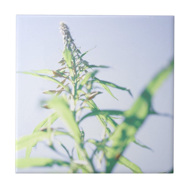 Blå himmel Grönt Plant Löv Lila blommor Kakelplatta (Framsidan)