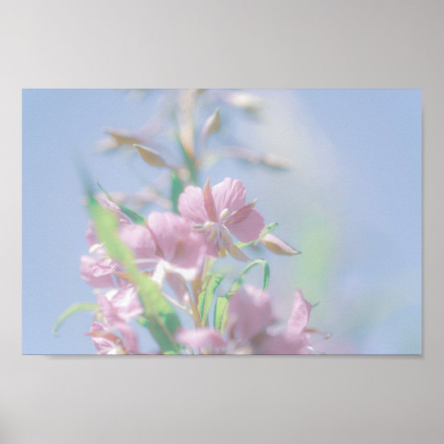 Blå himmel Grönt Plant Löv Lila blommor Poster (Framsidan)