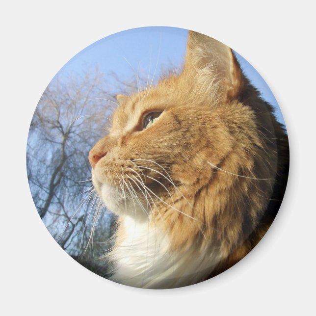 Blå himmel kattmagnet magnet (Framsidan)