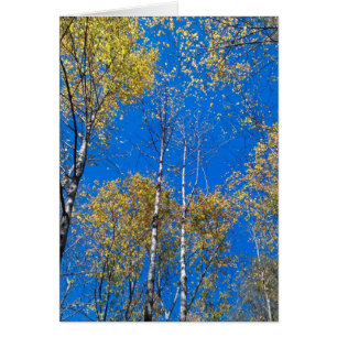 Blå himmel och Poplars OBS Kort