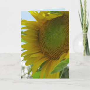 Blå himmel och vänligt blommasolroskort kort