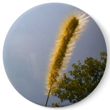 Blå himmel sommar Foliage