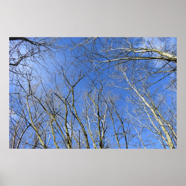 Blå himmel , Träd i vinter Poster (Framsidan)