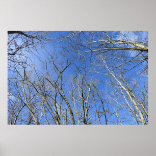 Blå himmel , Träd i vinter Poster