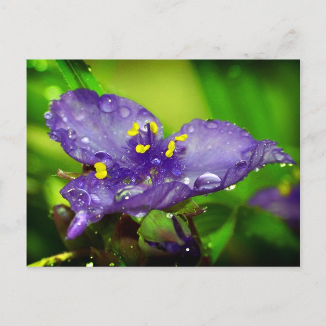 Blå himmel vykort (Framsida)