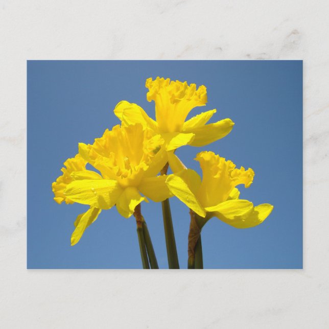 Blå himmel vykort Gul Narciss Blomma Blommig (Framsida)