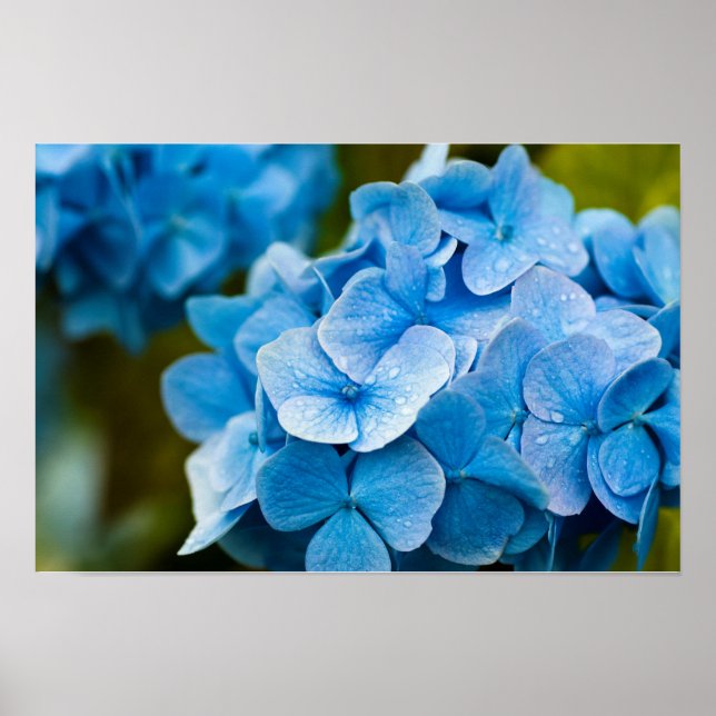 Blå Hortensia Affisch (Framsidan)