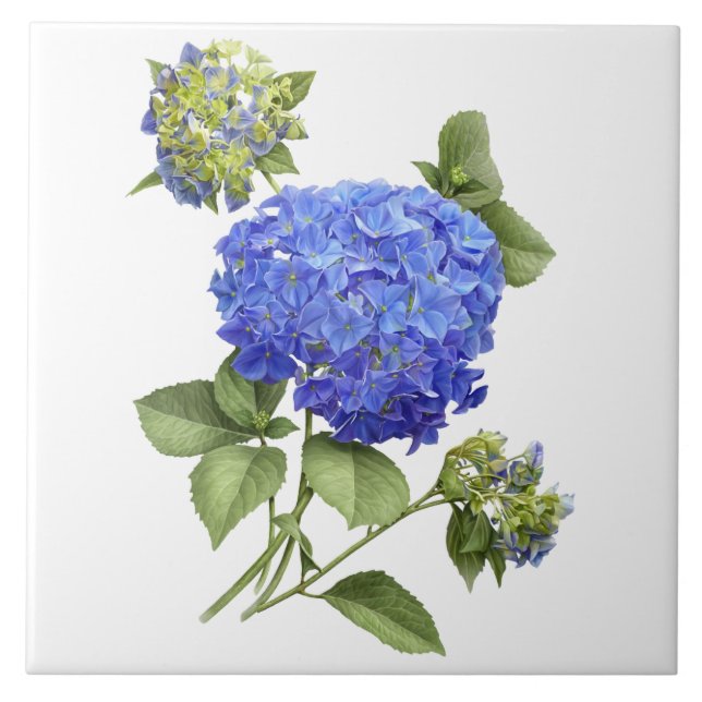 Blå Hortensia Blomma Botanisk Konst  Kakelplatta (Framsidan)