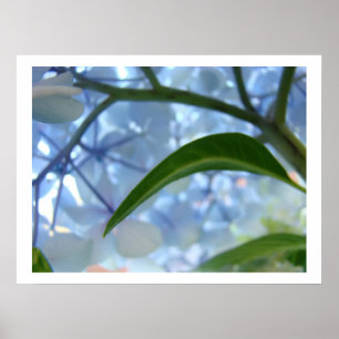 Blå Hortensia Blommor Fina Konsttryck Blommor Poster