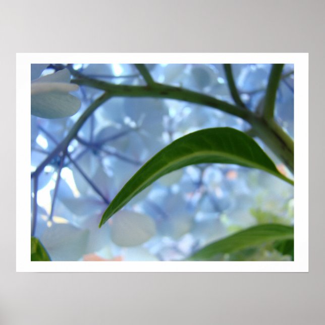 Blå Hortensia Blommor Fina Konsttryck Blommor Poster (Framsidan)