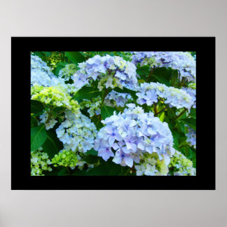 Blå Hortensia Blommor konsttryck Grön Trädgård Poster