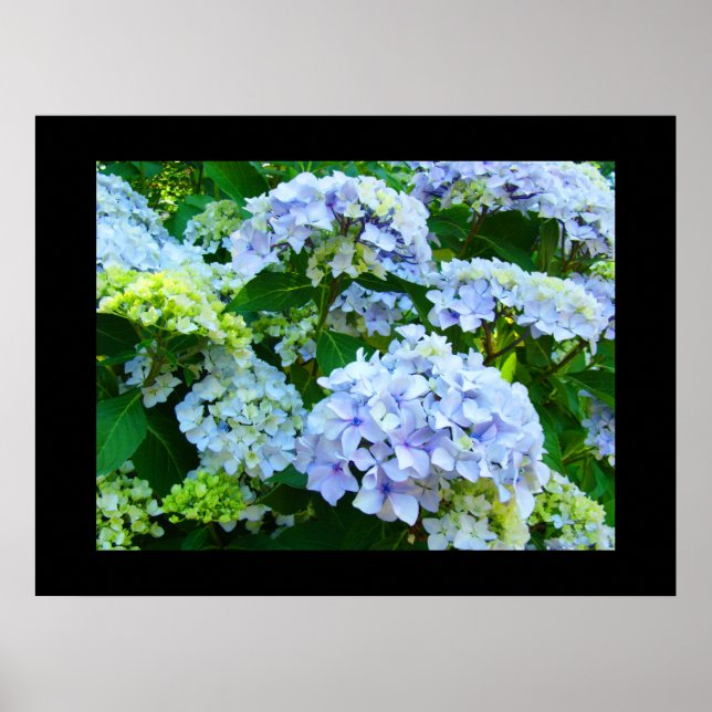 Blå Hortensia Blommor konsttryck Grön Trädgård Poster (Framsidan)