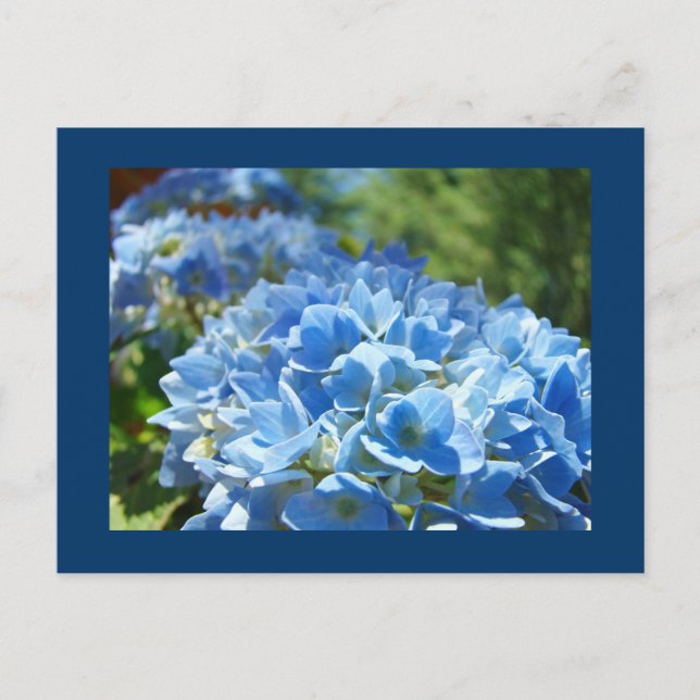 Blå Hortensia Blommor vykort Lägg Till Din Text (Framsida)