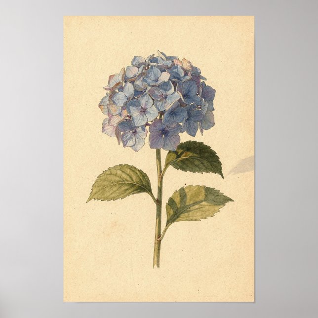 Blå Hortensia Botanisk Studie på Elfenben Poster (Framsidan)